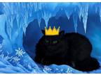 Adopt NIGHTLY a All Black Domestic Mediumhair (medium coat) cat in Tucson