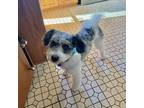 Adopt Winnie a White - with Gray or Silver Bernedoodle / Mixed dog in Livonia
