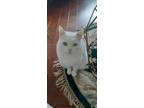 Adopt Charlie a White Turkish Van / Mixed (medium coat) cat in Tacoma