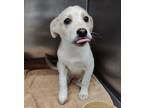 Adopt LIARA a White - with Tan, Yellow or Fawn Labrador Retriever / Mixed dog in