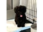 Adopt ASHLEY a Black Maltipoo / Poodle (Miniature) / Mixed dog in Culver City