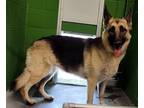 Adopt GEORGIA a Black - with Tan, Yellow or Fawn German Shepherd Dog / Mixed dog