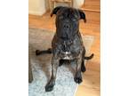 Adopt Bandit a Brindle Bullmastiff / Mixed dog in Fredericksburg, VA (41475897)