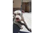 Adopt Levi a White American Pit Bull Terrier dog in Apple Valley, CA (41475895)