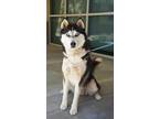 Adopt Rhett a Black Husky dog in Apple Valley, CA (41475463)