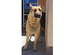 Adopt Zac a Gray/Blue/Silver/Salt & Pepper German Shepherd Dog dog in Apple