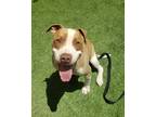 Adopt DUSTY a Tan/Yellow/Fawn - with White Pit Bull Terrier / Mixed dog in