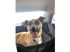 Adopt Luna a Tan/Yellow/Fawn Mutt / Mixed dog in Winston Salem, NC (41475875)