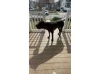 Adopt Major a Black Cane Corso / Presa Canario / Mixed dog in Baltimore