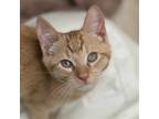 Adopt Dilbert a Orange or Red Domestic Shorthair / Mixed (short coat) cat in