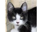 Adopt Louie a Black & White or Tuxedo Domestic Shorthair / Mixed (short coat)