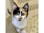 Adopt Widget a Calico or Dilute Calico Domestic Shorthair / Mixed (short coat)