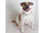 Adopt Orca a White - with Tan, Yellow or Fawn Pit Bull Terrier / Mixed dog in