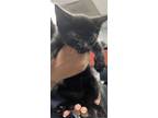 Adopt 86568 a All Black Domestic Shorthair cat in Nogales, AZ (41475884)