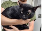 Adopt Luna a All Black Domestic Shorthair (short coat) cat in Nogales