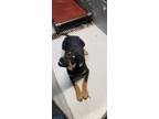 Adopt 86557 a Black Shepherd (Unknown Type) dog in Nogales, AZ (41475882)