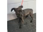 Adopt 86553 a Black Shepherd (Unknown Type) / Labrador Retriever dog in Nogales