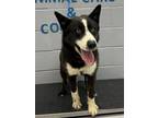 Adopt 86552 a Black Border Collie dog in Nogales, AZ (41475880)