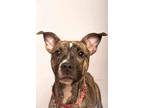 Adopt Nala a Brindle - with White Mixed Breed (Medium) / Mixed dog in Hornell