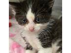 Adopt a Black & White or Tuxedo Domestic Shorthair / Mixed (medium coat) cat in