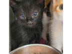 Adopt Norm a All Black Domestic Shorthair / Mixed (short coat) cat in Redding