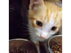 Adopt Knight Titus a Cream or Ivory (Mostly) Domestic Shorthair / Mixed (short