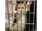 Adopt Thaddeus a Orange or Red Tabby Domestic Shorthair / Mixed (short coat) cat