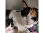 Adopt Lucy MacLean a Calico or Dilute Calico Domestic Shorthair / Mixed (short