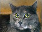 Adopt a Gray or Blue Domestic Mediumhair cat in Wildomar, CA (41475762)