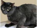 Adopt a All Black Domestic Shorthair cat in Wildomar, CA (41475760)