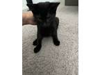 Adopt Noir a All Black American Bobtail / Mixed (medium coat) cat in Cleveland