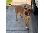 Adopt Casey a Hound (Unknown Type) / Mixed dog in Benton, AR (41475866)