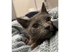 Adopt Gray a Domestic Shorthair / Mixed cat in Sheboygan, WI (41475738)