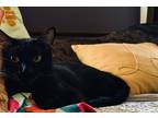 Adopt Pie a All Black Domestic Shorthair / Mixed (short coat) cat in Waxahachie