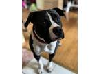 Adopt Bruce a Black - with White American Pit Bull Terrier / Mixed dog in South
