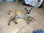 Adopt Kona a Tan/Yellow/Fawn Black Mouth Cur / Mixed dog in Houston