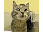 Adopt Tarquin a Domestic Shorthair / Mixed cat in Des Moines, IA (41475733)