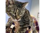 Adopt Bella a Domestic Shorthair / Mixed cat in Des Moines, IA (41475728)