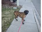 Adopt Carl a Brindle Labrador Retriever / Mastiff / Mixed dog in Rathdrum