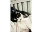 Adopt Saphire a Black & White or Tuxedo Manx / Mixed (medium coat) cat in