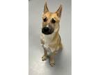 Adopt Bastian a German Shepherd Dog / Mixed dog in Topeka, KS (41475719)