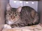 Adopt Rozena a Brown Tabby Domestic Shorthair (short coat) cat in Powell