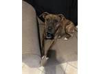 Adopt Sadie a Brindle Plott Hound / Mixed dog in Houston, TX (41475741)