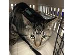Adopt Kudo a Domestic Shorthair / Mixed cat in Des Moines, IA (41475727)