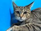 Adopt Collette a Brown Tabby Domestic Shorthair (short coat) cat in Powell