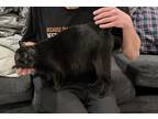 Adopt Midnight a All Black Domestic Shorthair (short coat) cat in Brooklyn