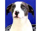 Adopt Scoobie a Catahoula Leopard Dog / Mixed dog in Fort Davis, TX (41475600)