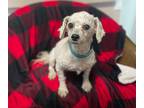Adopt Delaney a White Bichon Frise / Mixed dog in Tipton, IA (41475594)