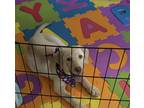 Adopt Roxie a Tan/Yellow/Fawn - with White Labrador Retriever / Mixed dog in