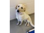 Adopt Ava a Great Pyrenees / Mixed dog in Duluth, MN (41475098)